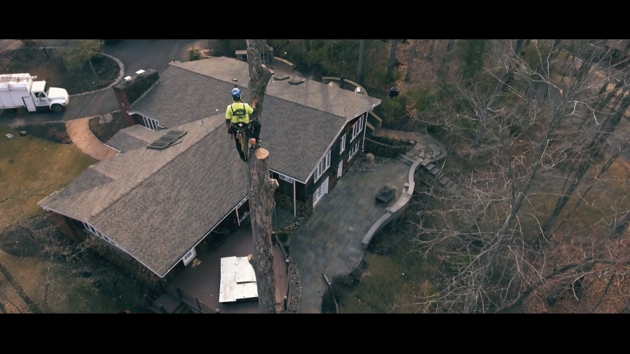 Tree Climber Removes Large Dead Oak Tree