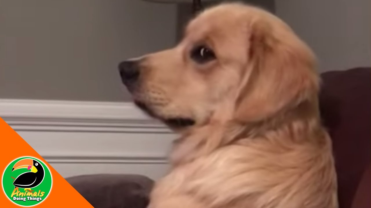 🐶  Funny Dogs Vol. 34 | Animals Doing Things