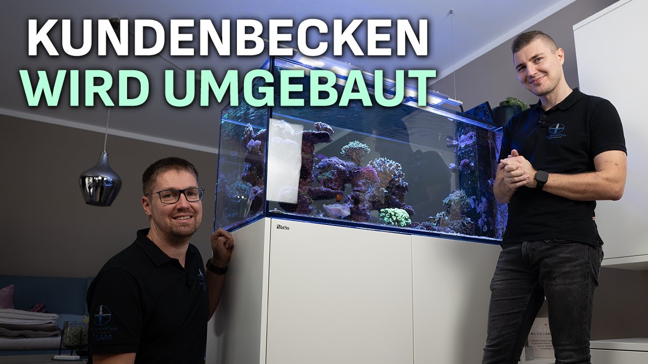 Umgestaltung eines Raumteiler-Beckens! - PlanktonPlus Aquaristik