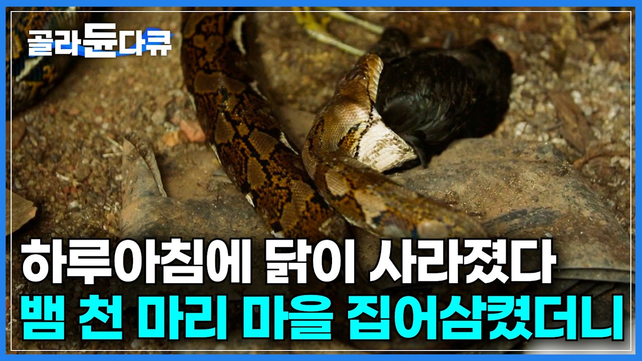 순식간에 휘감아 질식사&hellip; 마을을 공포로 몰아넣은 5m 뱀의 정체｜천 마리 이상의 비단뱀이 사는 마을｜독은 없지만 더 치명적인 비단뱀의 질식 사냥법｜세계견문록 아틀라스｜#골라듄다큐