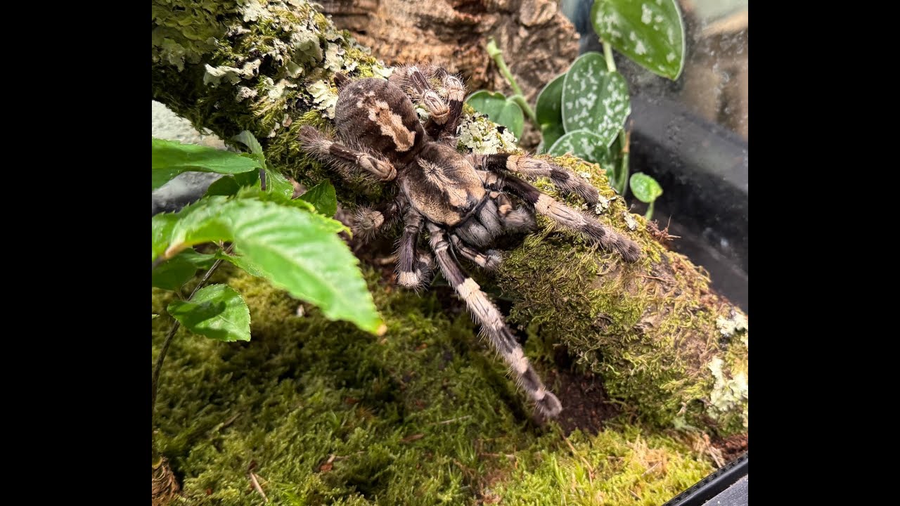 Poecilotheria miranda, Bengal ornamental  rehouse and care