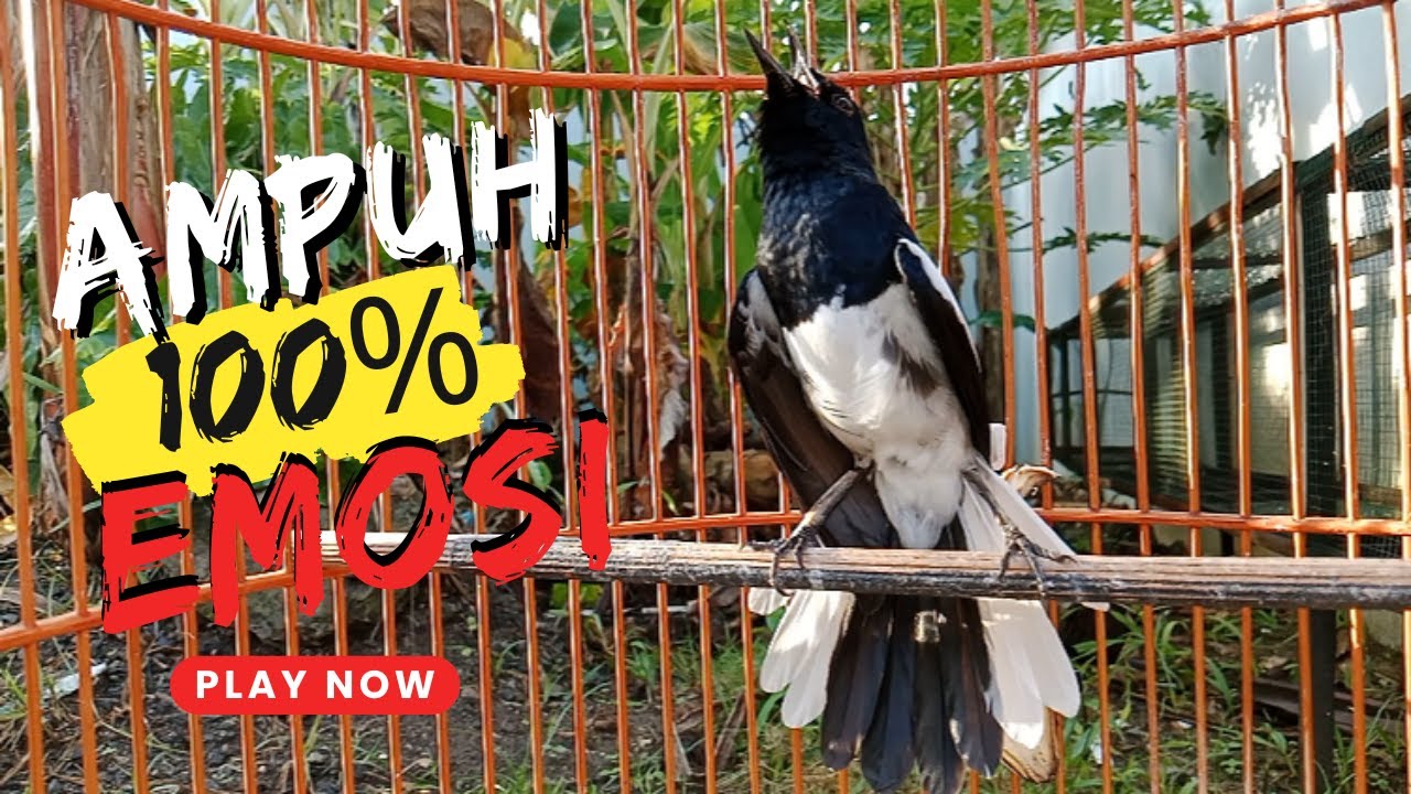 AWAS KACERMU KONSLET JEBOL EMOSINYA DENGAR INI LANGSUNG ON BONGKAR ISIAN !! KACER GACOR ISIAN..