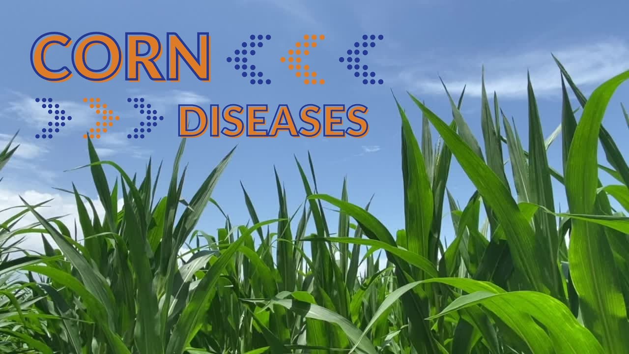 Corn Series - Diseases