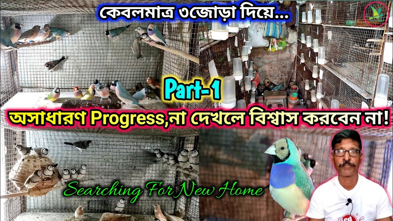 Golden Finch/Owl Finch/Long Tail Finch/Bengalese Finch Breeding Setup Visit||KUILA For EVER