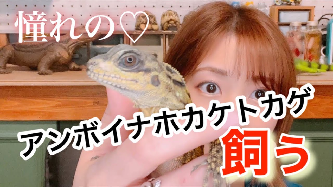 憧れのアンボイナホカケトカゲお迎えしました！