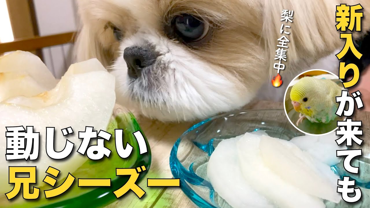【シーズー】新入りが来ても動じない兄シーズー！www（他 りんちゃんの毎日が春休み）【346】