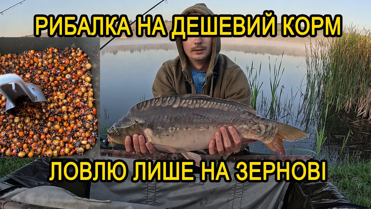 ЛОВЛЮ НА ДЕШЕВУ ПРИКОРМКУ - ЗЕРНОВІ. ЩО МОЖНА СПІЙМАТИ ЛОВЛЯЧИ ЛИШЕ НА ЗЕРНОВІ.