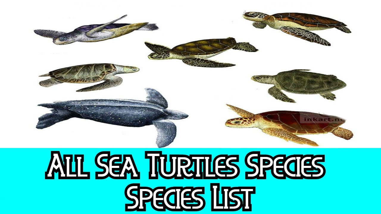 All Sea Turtles Species - Species List