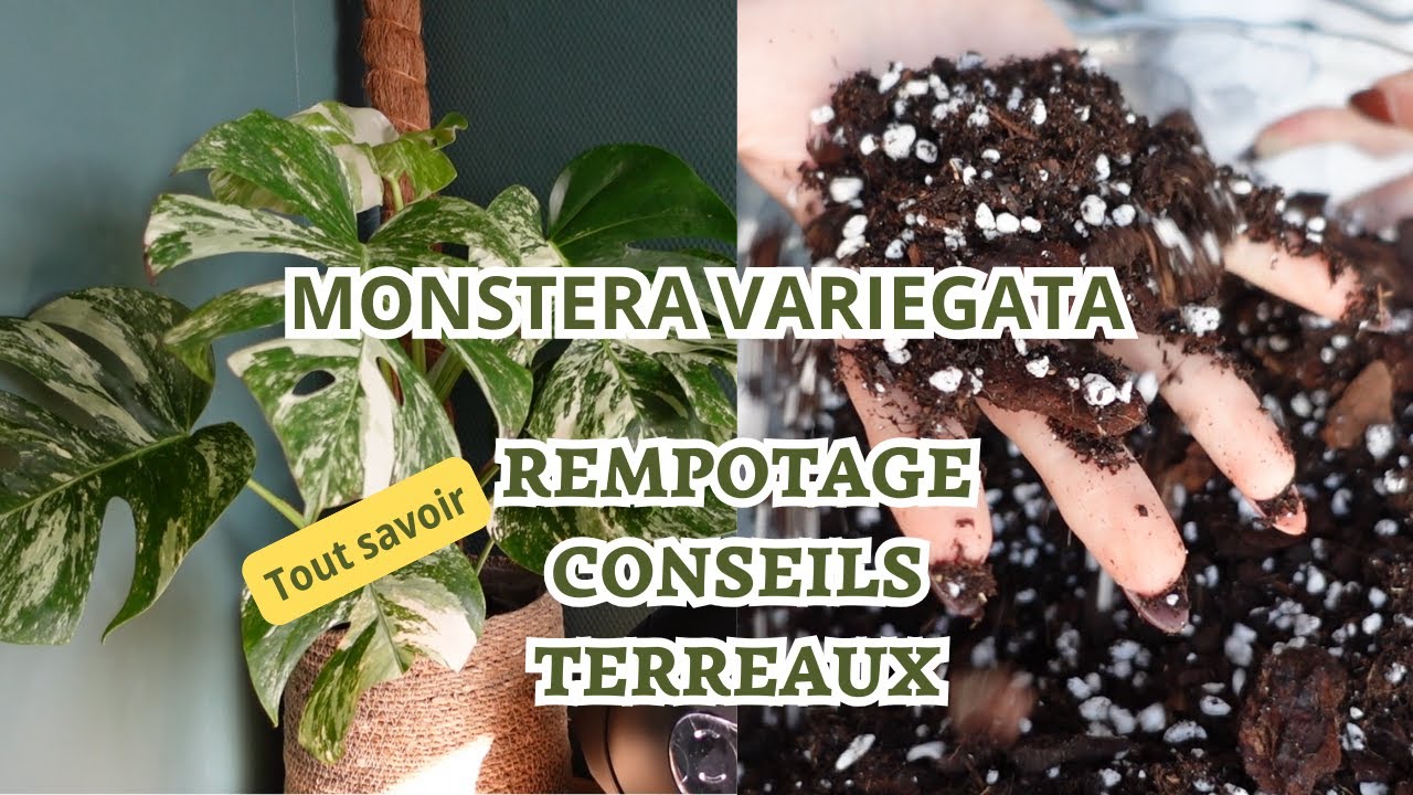 Rempotage FACILE de la Monstera Variegata - Rempotage, conseils, terreaux