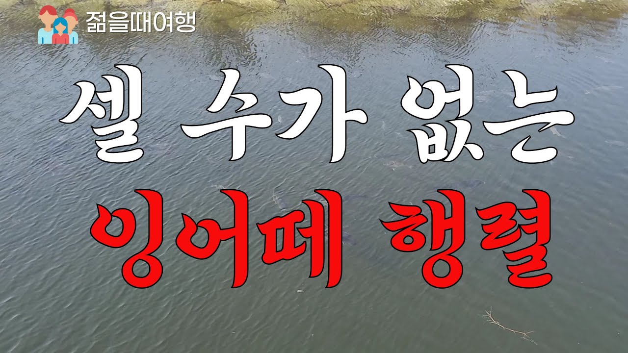 물결처럼 움직이는 수백만 마리 잉어
