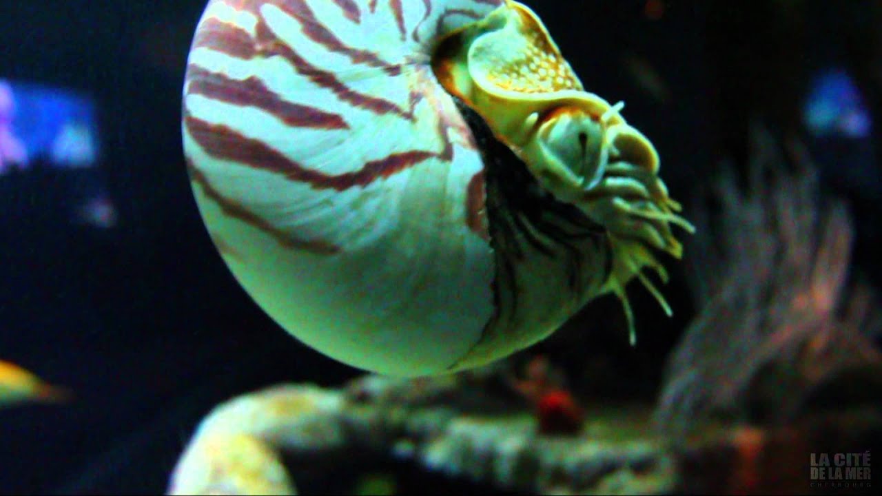 La Cit&eacute; de la Mer aquarium Nautile