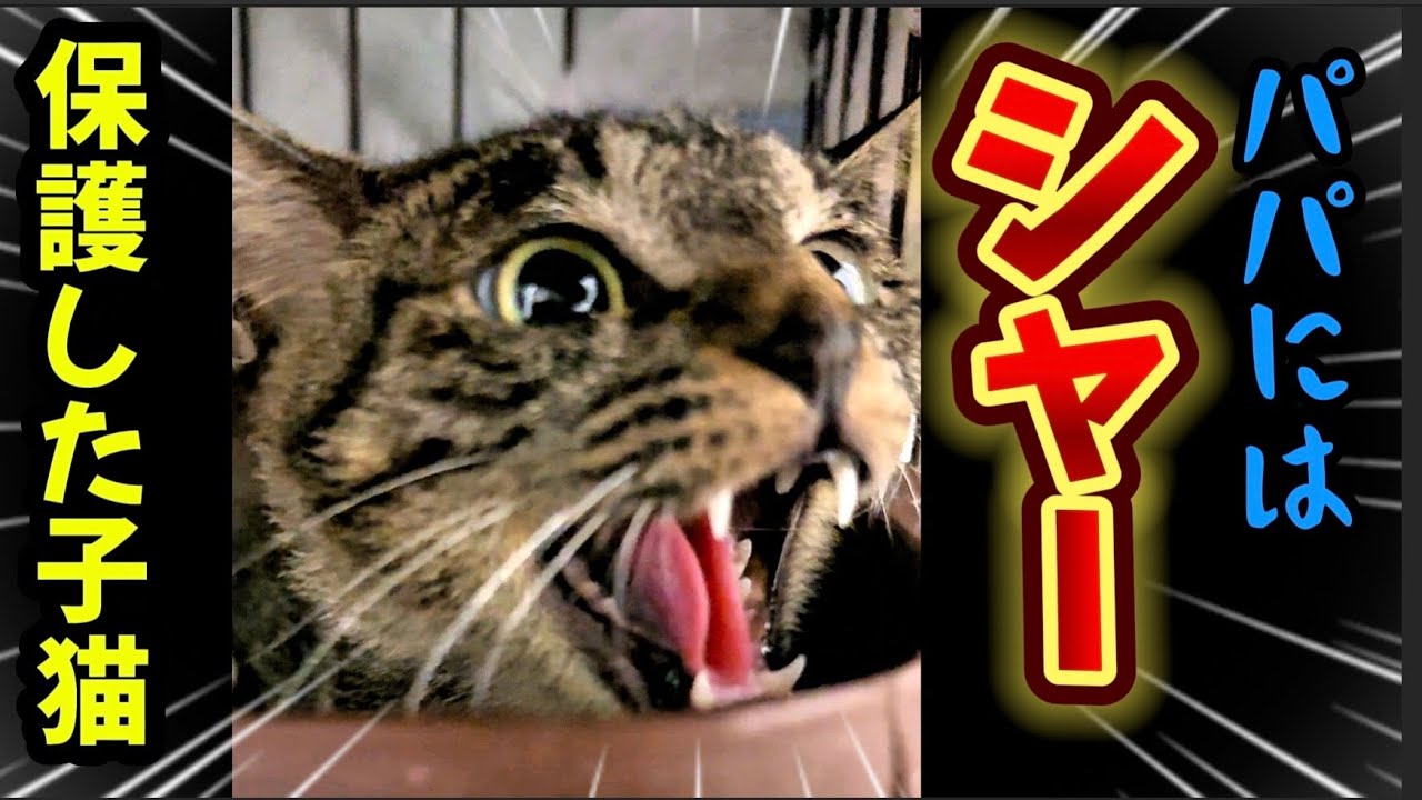 【私は最強子猫】シャーシャー猫💢パパに猫パンチ‼️ママに甘える保護した子猫マリー🐱メル避妊🐱ピノ「6」と言う
