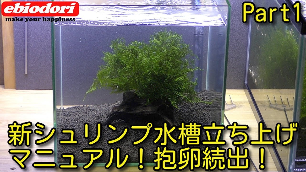 爆殖必見！新しいシュリンプ水槽の立ち上げ方マニュアルPart1 アクアリウム