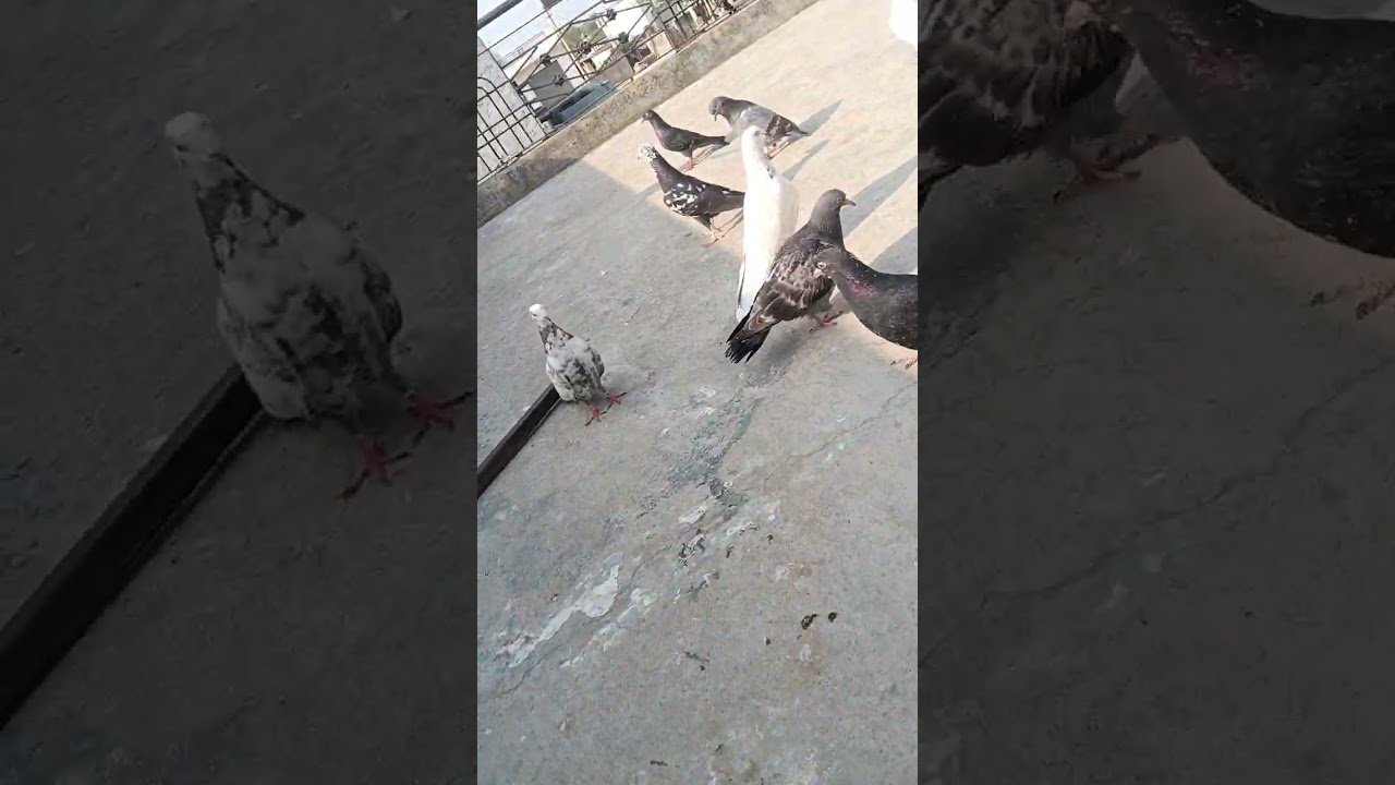 #pigeon 