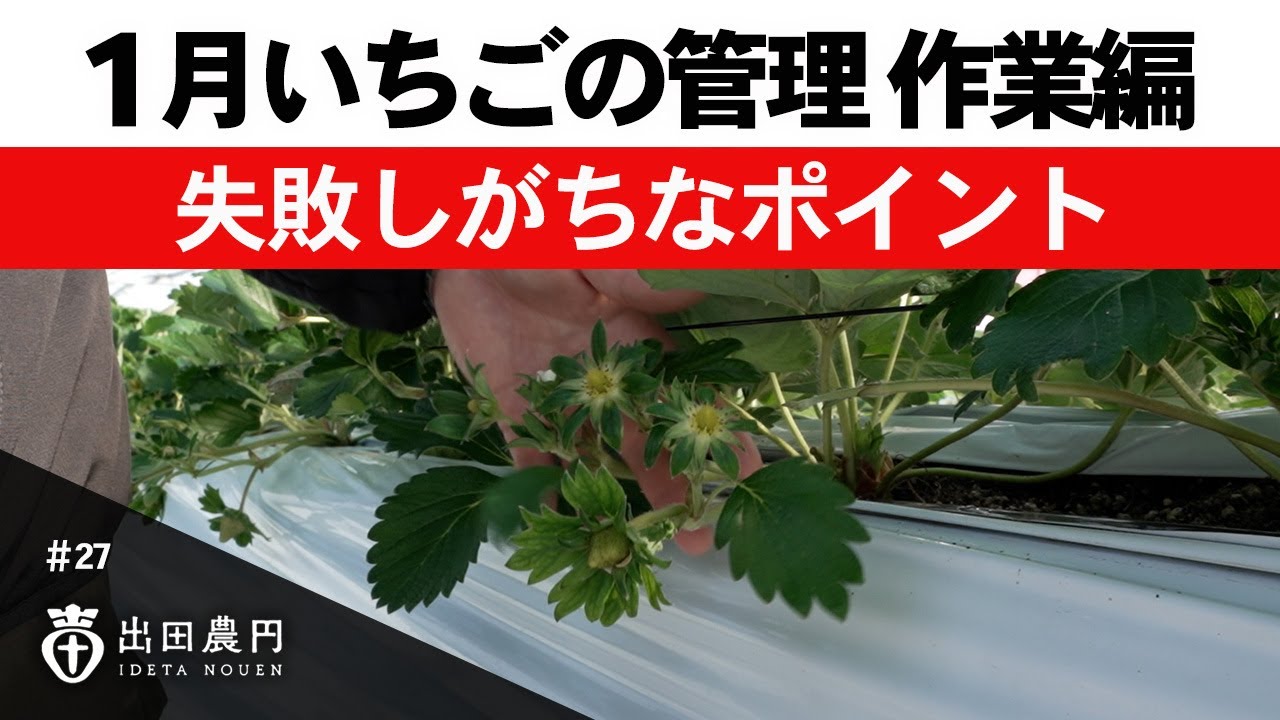 1月いちご管理の作業編！失敗しがちなポイントを解説！【イチゴ農家】【出田農園】【出田農円】