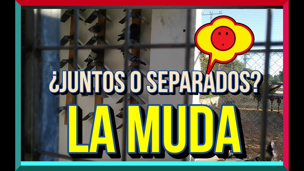 LA MUDA🗯  &iquest;Juntos o separados?🤔