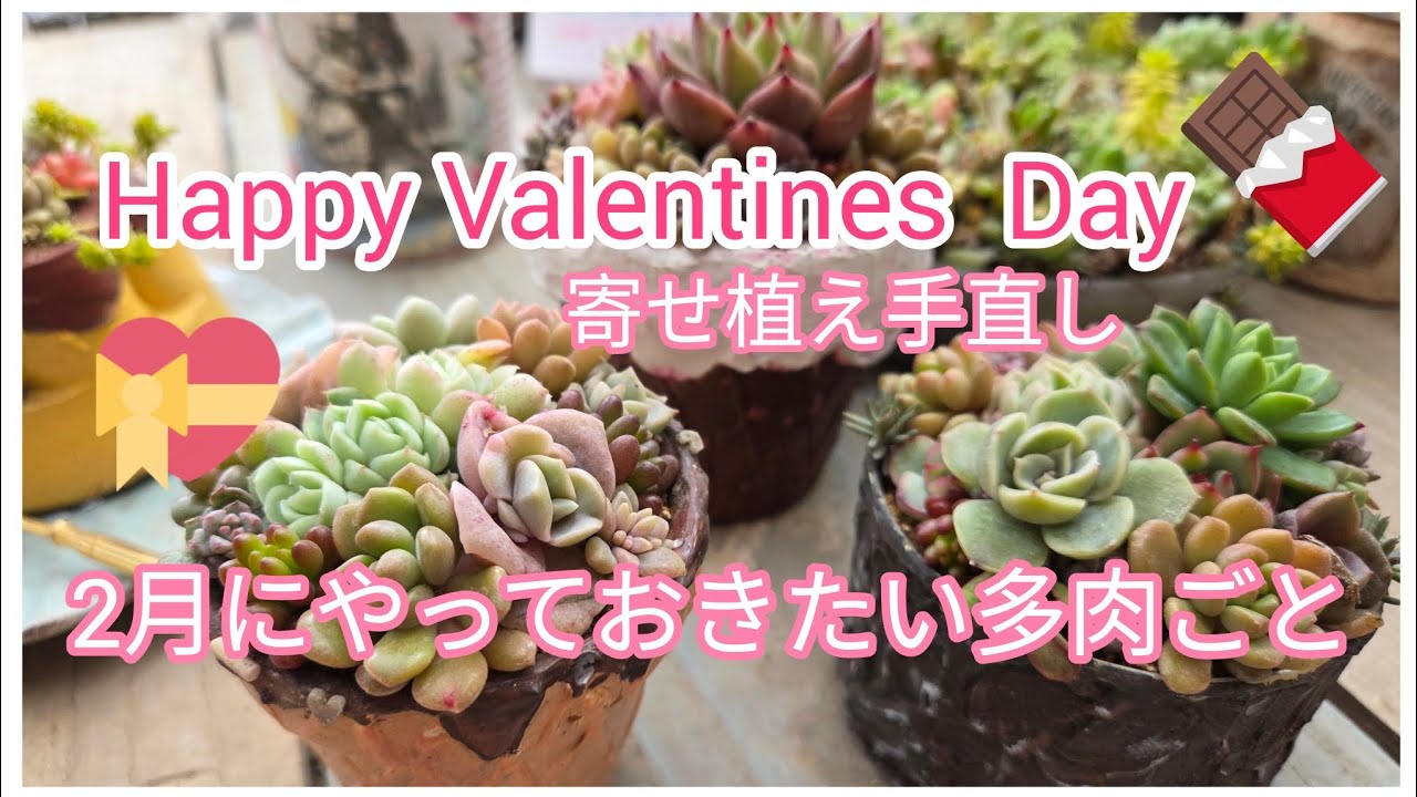 バレンタインの寄せ植え手直し🍫❤️‍🔥と2月にやっておきたい多肉ごと