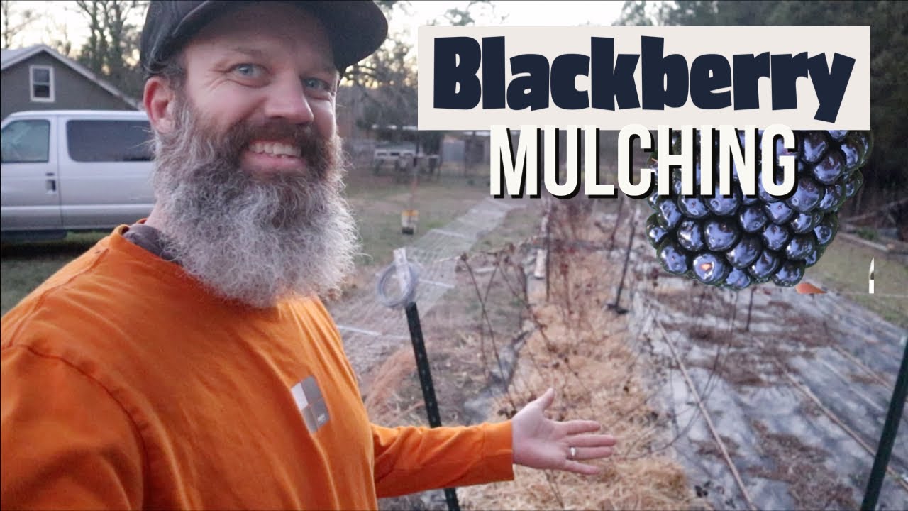Weed fabric or natural mulch for blackberries - EP 196