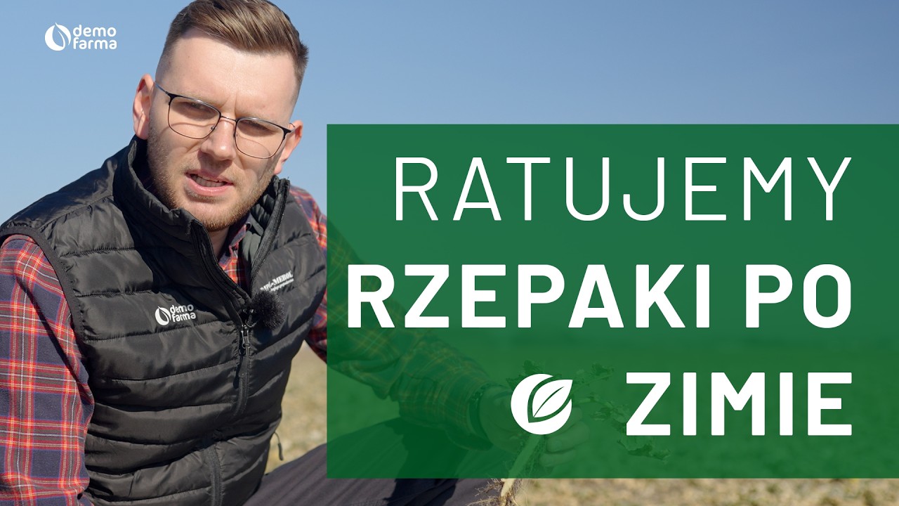 🥶 Rzepak po mrozach: Jak go uratować? Plan regeneracji wczesną wiosną 💪
