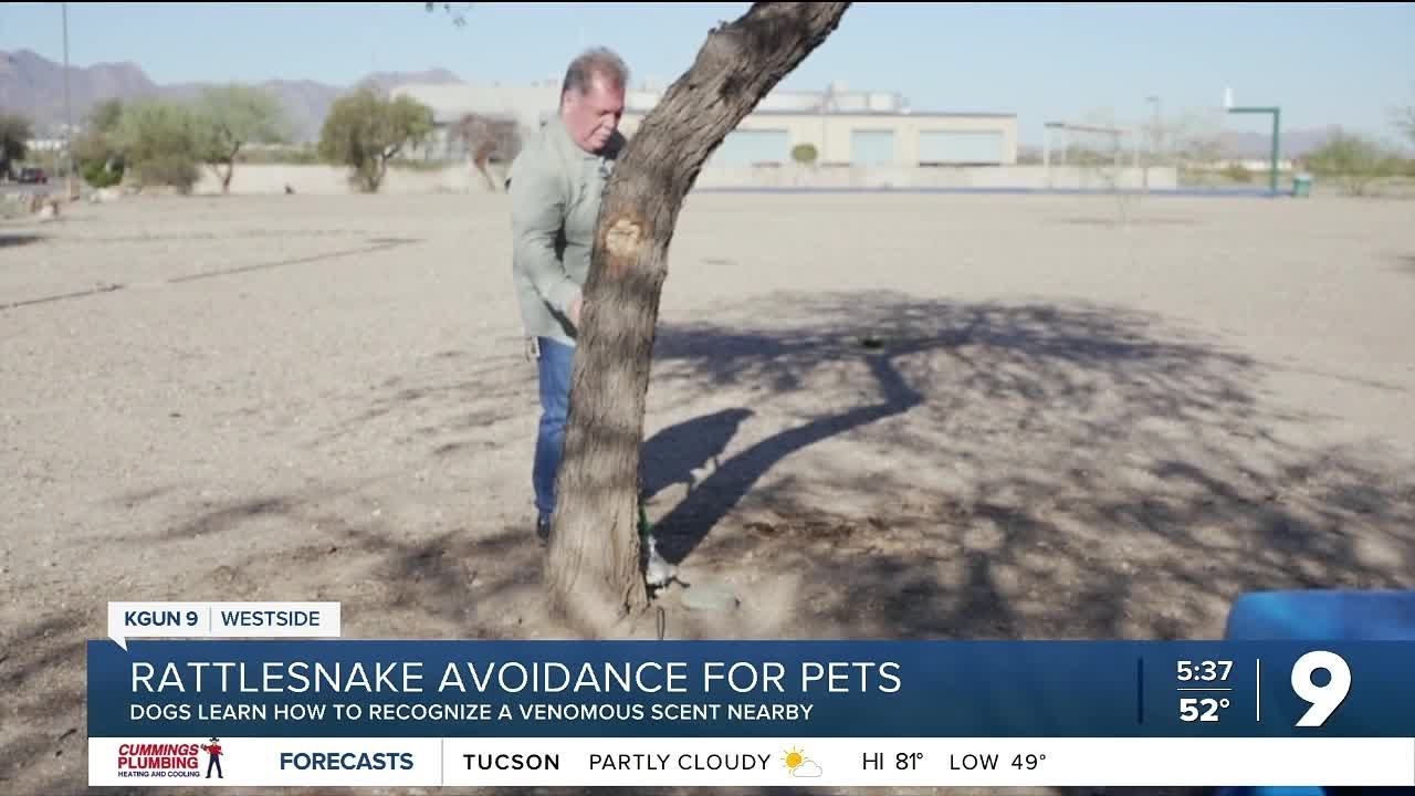 Rattlesnake season is here. Here’s how to prepare your dog