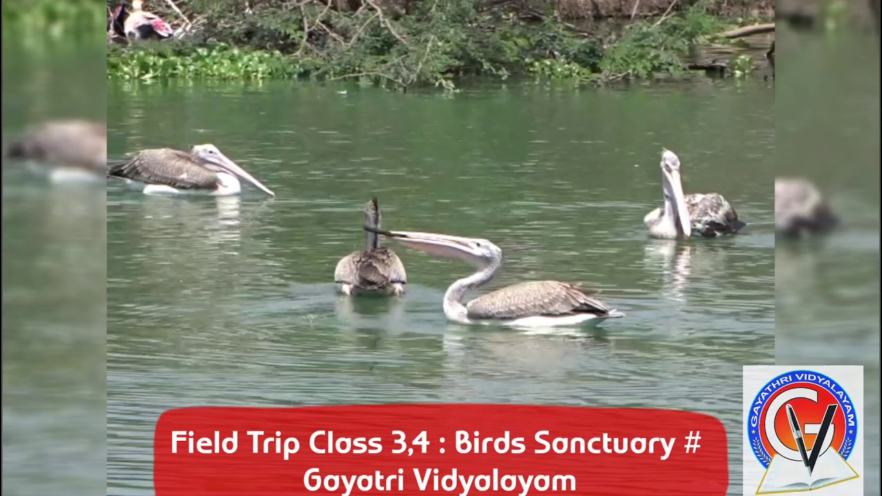 Birds Sanctuary : Class 3,4 : Field Trip # Gayatri Vidyalayam