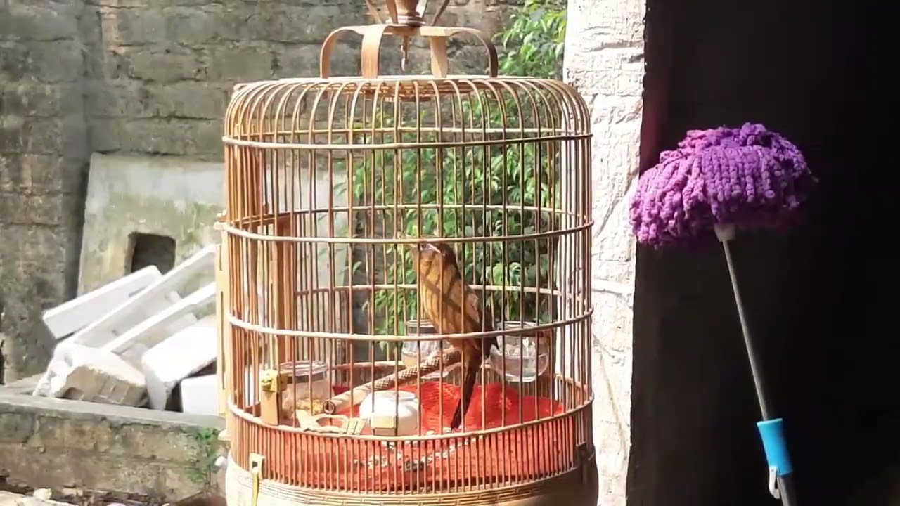 Chim họa mi - Hướng dẫn c&aacute;ch chăm s&oacute;c chim cảnh - chim cảnh h&oacute;t hay