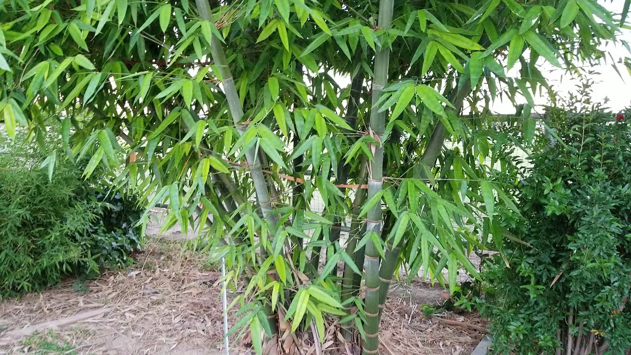 Beautiful example of 3yr old Giant Burmese Bamboo