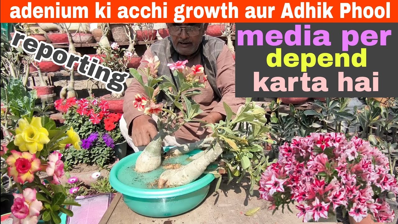 Adenium ki acchi growth aur Adhik Phool media per depend karta hai adenium reporting