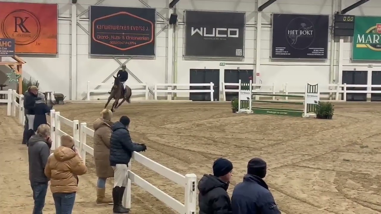 6 y old mare by Jappeloup x numero uno 