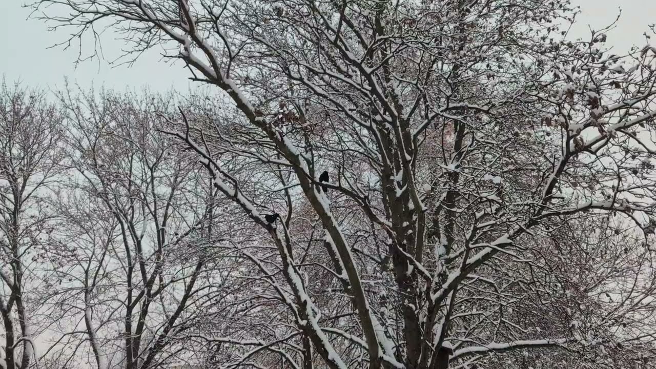 Winter Trees in Falling Snow ❄️ | Crows, Distant Birds & Real Nature Sounds 4K (No Music)