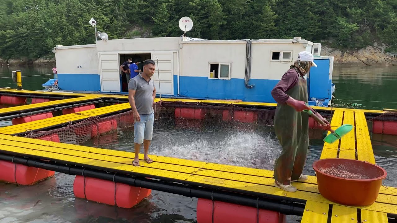 South￼  Korean  Fish ￼ Farm ￼ Working