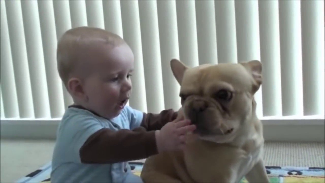 Fransız Bulldog Özellikleri