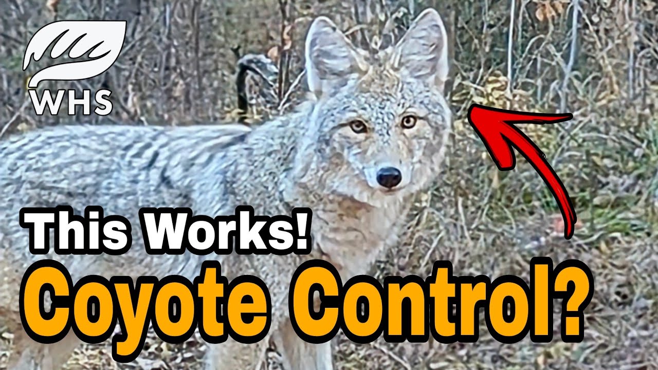 How To Control Coyotes For Whitetails
