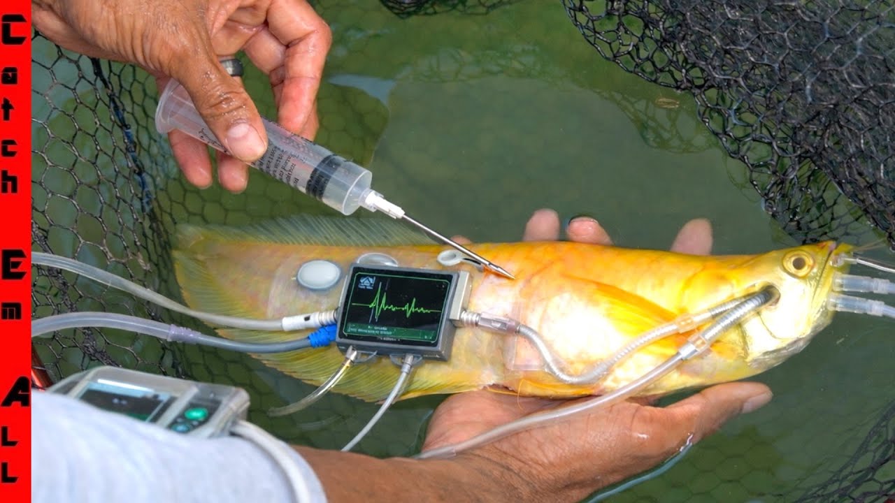 FISH SURGERY Saves LIFE of My Rare PET!