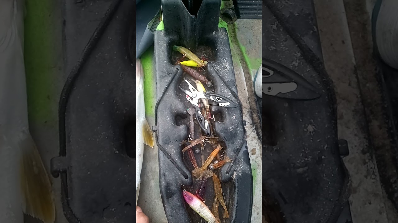 Diferen&ccedil;a entre robalo peva e robalo flecha.