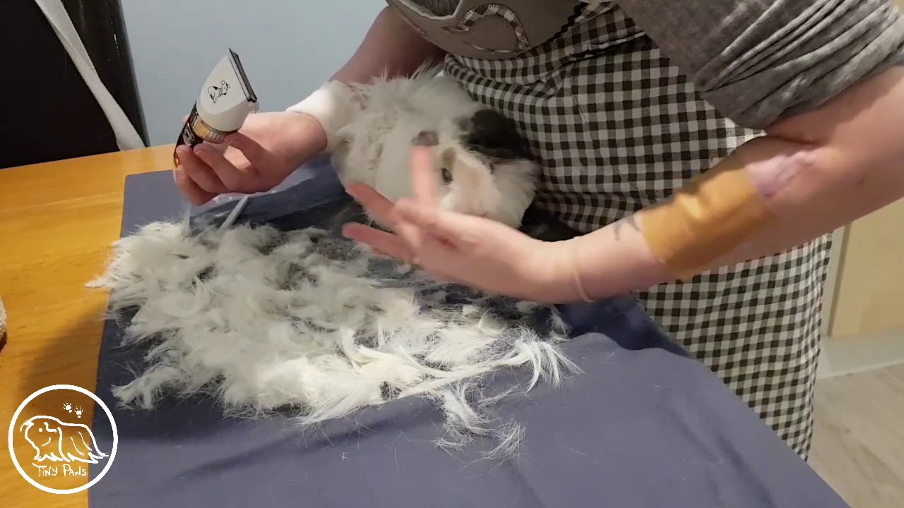 Bert (Peruvian Long-Haired Guinea Pig) Gets a Haircut