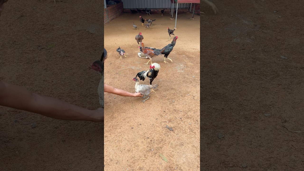 Chicken breeding techniques #short #viveral #videoviral #breeding