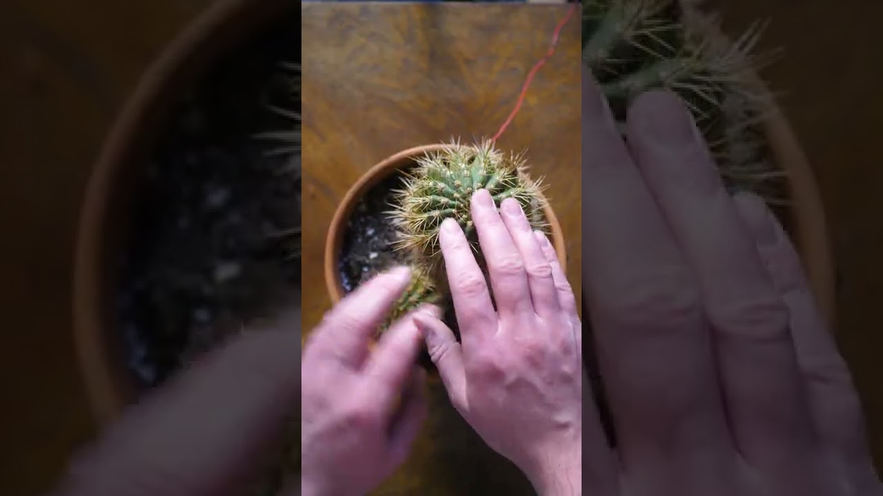 How to make Music with a Cactus feat. Modern Biology