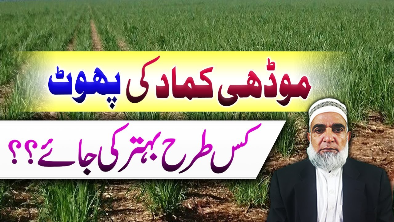 How to improve the tillering of ratoon sugarcane crop || Crop Reformer