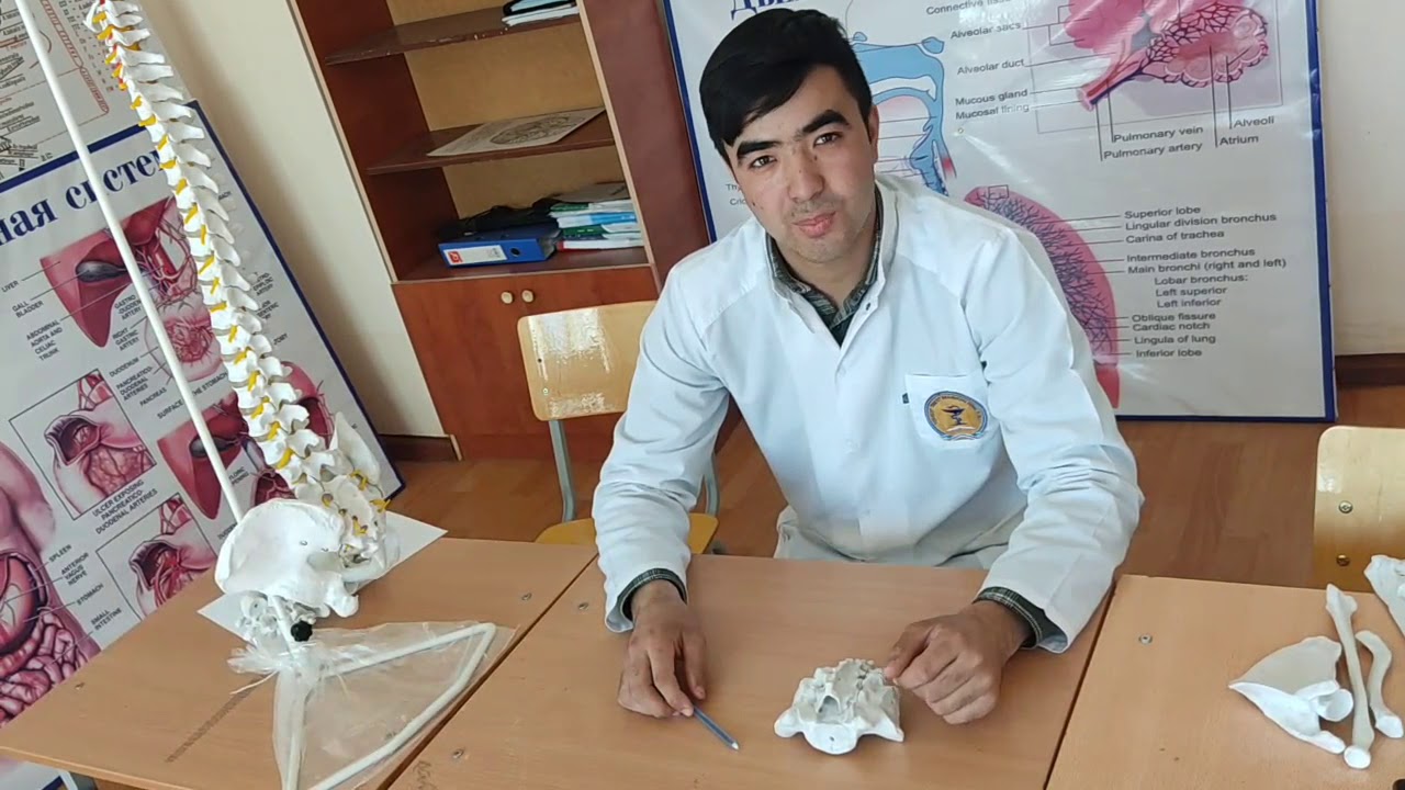 Dumgʻaza va dum umurtqalari. Думгаза ва дум умурткалари