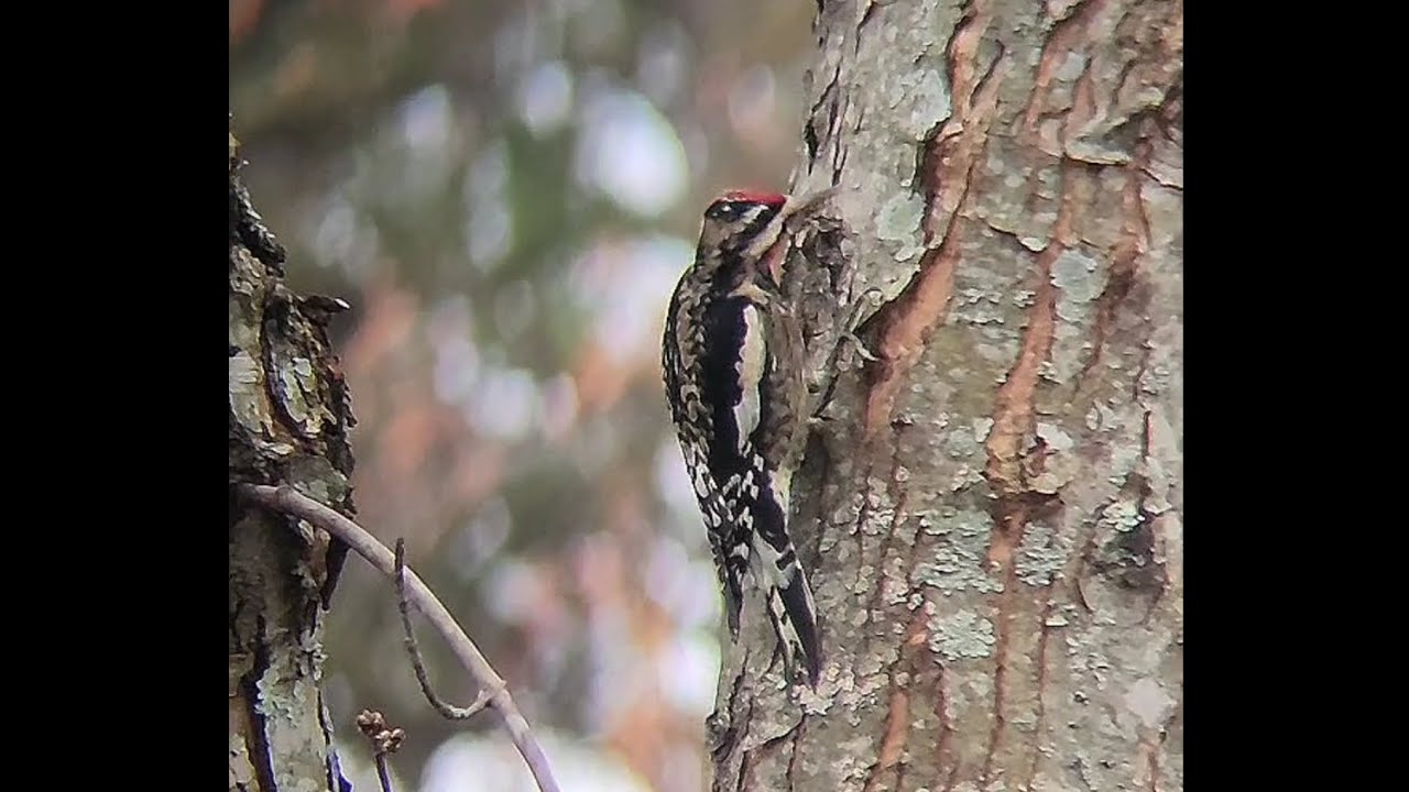 The Northern Flicker is the PERFECT Woodpecker