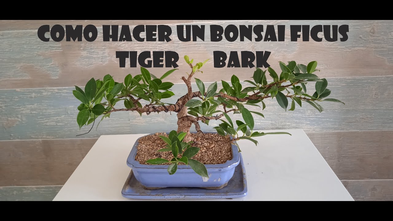 como hacer un bonsai ficus tiger bark.
