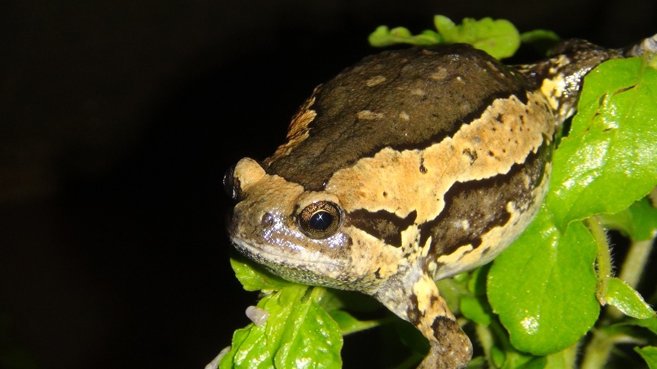 The frogs song happily, the frogs lost in the pond looking for a way out, Frogs in reproductive age