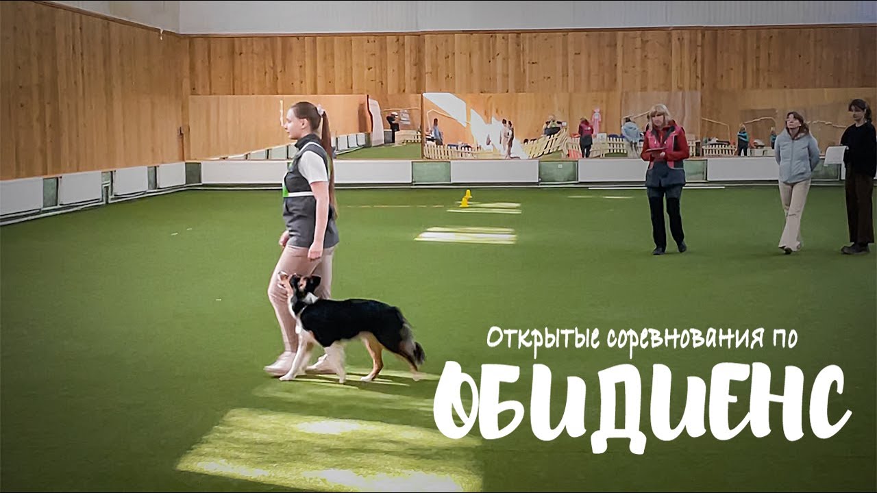 Обидиенс-2, бордер колли Рейвен (вне зачета)