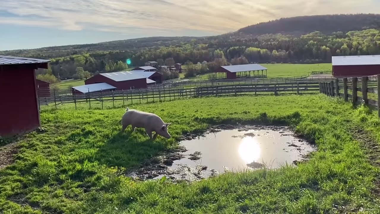 2020: A Year of Rescue with Farm Sanctuary