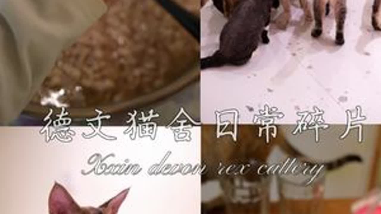 Xxin德文猫舍|猫舍日常碎片 和我的小猫在一起的每一天我是你的德文饲养员小鑫呀~ #养宠人的治愈谁懂啊 #德文猫舍 #德文卷毛猫繁育人 #我的小猫幸福我就幸福 #小猫咪能有什么坏心思它只想被爱