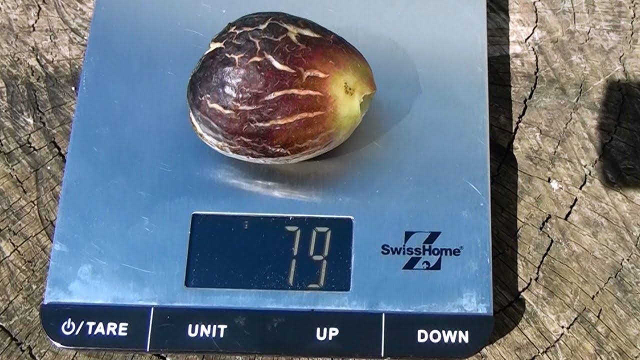 Toro Sentado - a great high-yielding fig