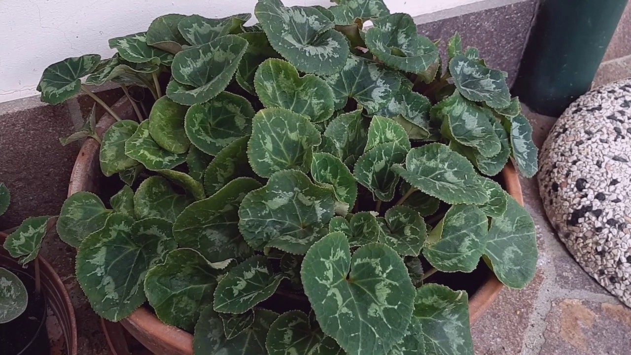 CICLAMINI: i miei consigli per piante rigogliose e ricche fioriture! - W&A Gardens: orto e giardino