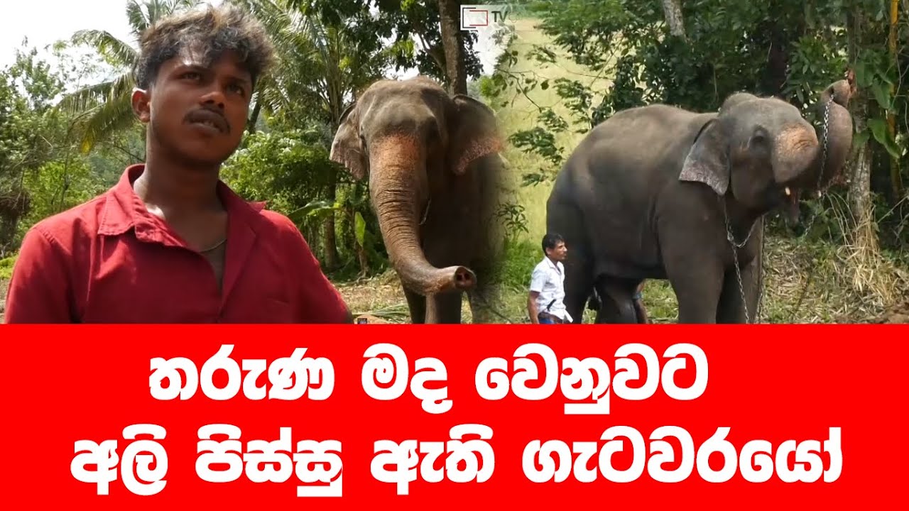 අලි පිස්සුව ඇති ගැටවරයෝ
