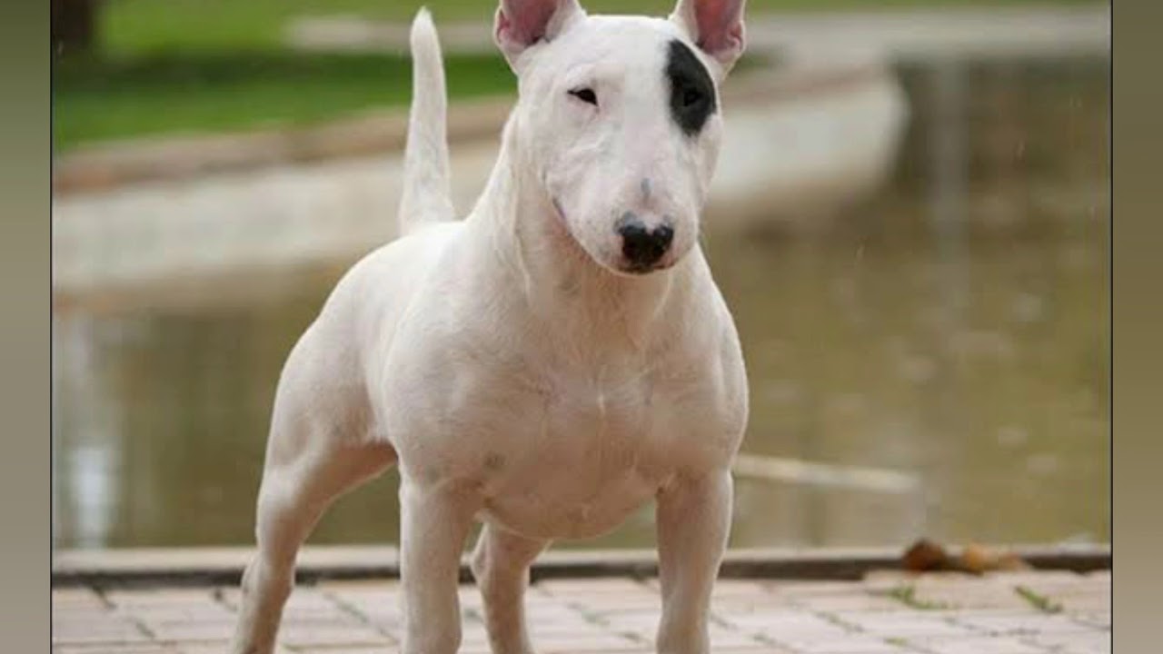 TOP 5 RAZAS DE PERRO QUE DAN MIEDO #1😱🐕👻😮